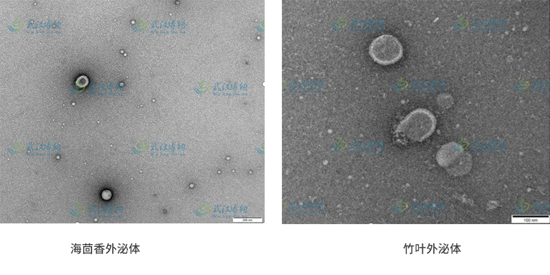 植物来源外泌体膜法分离纯化